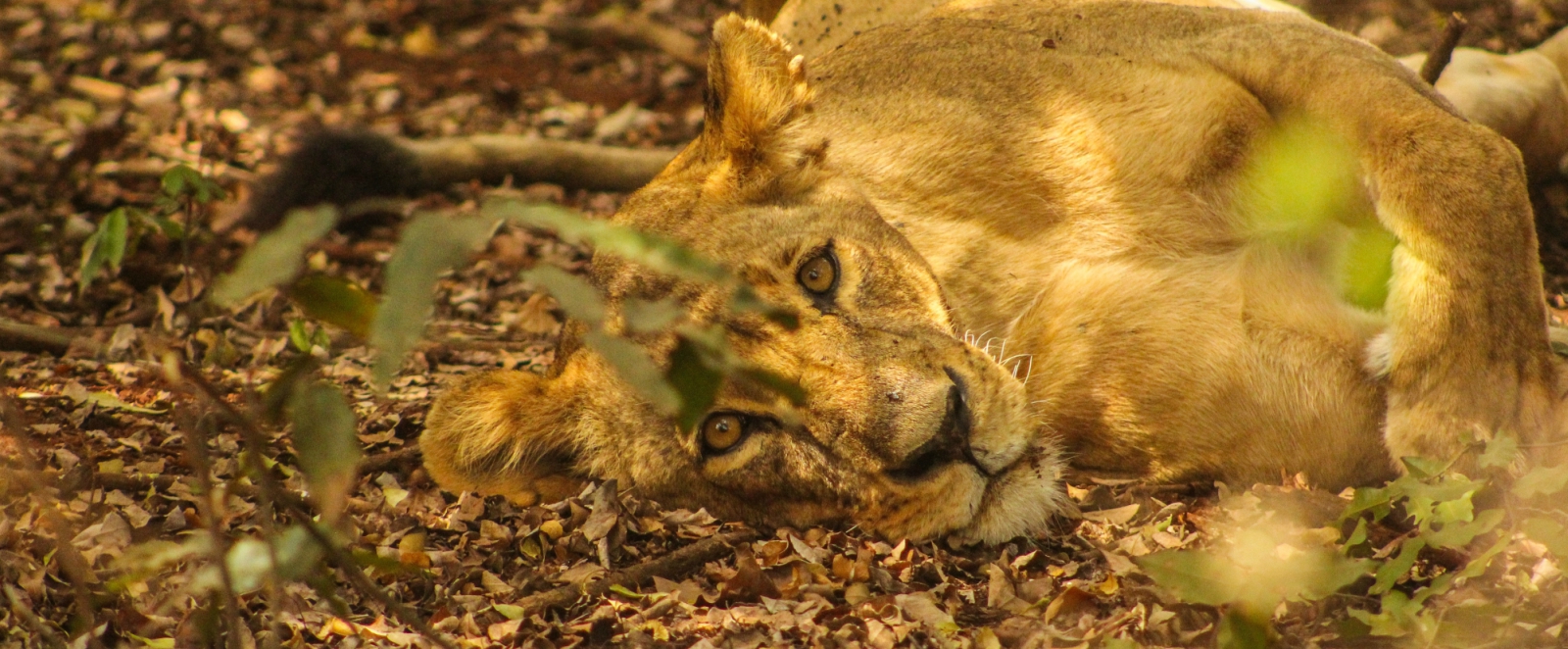 for the love of animals part 2