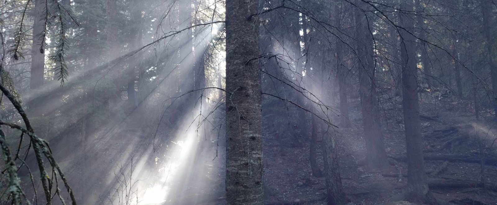 hart overarching tree blog