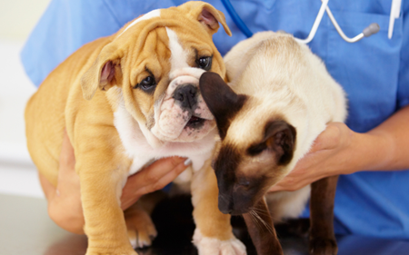 holistic approach web