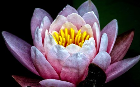 lotus unfolding