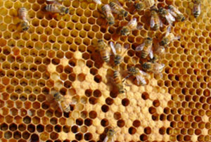 Ants blog 08102012